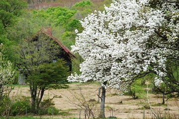 Sasagamine in Spring